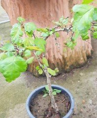 Bonsai Yapımına Uygun Alıç Fidanı