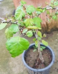 Bonsai Yapımına Uygun Alıç Fidanı