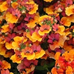 Nemesia Mareto Copper Çift Renk Nemezya Çiçeği Fidesi