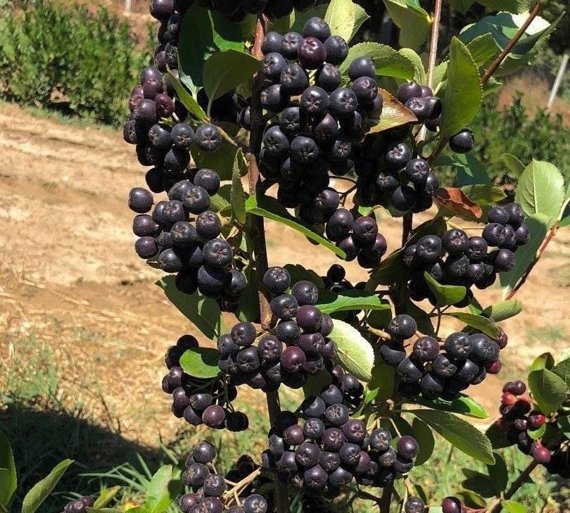 Aronia Melanocarpa (Chokeberry)-Rus Yaban Mersini-Siyah Meyveli-2 Yaş
