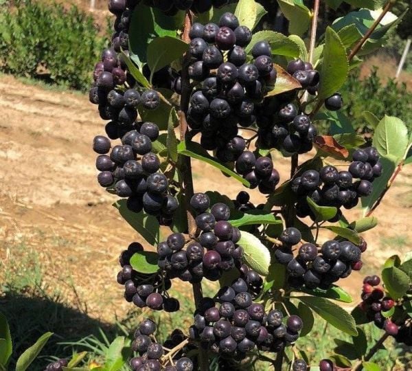 Aronia Melanocarpa (Chokeberry)-Rus Yaban Mersini-Siyah Meyveli-2 Yaş