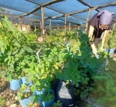 Şifalı Kırlangıç Otu-Temre Otu Fidesi- Kargo dahil 20-30 cm