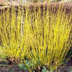 Cornus Stolonifera Flaviramea Sarı Süs Kızılcığı 70-100 cm