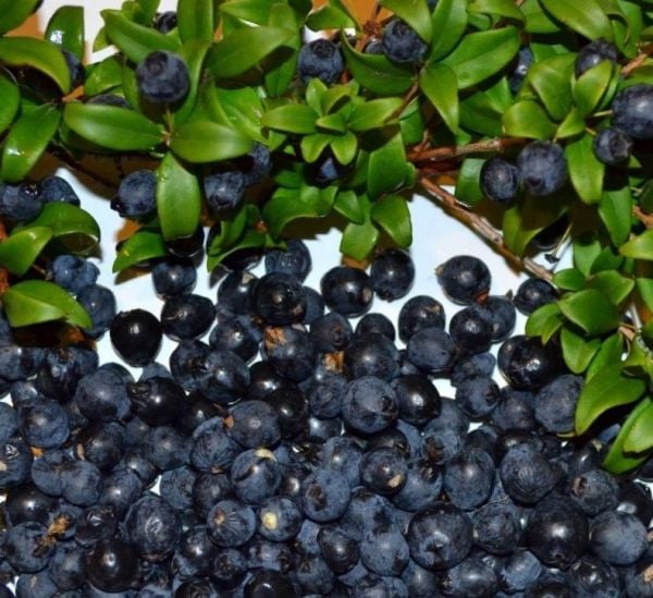 Billberry (Doğal Yerli Likapa Yaban Mersini) 7 Yaş