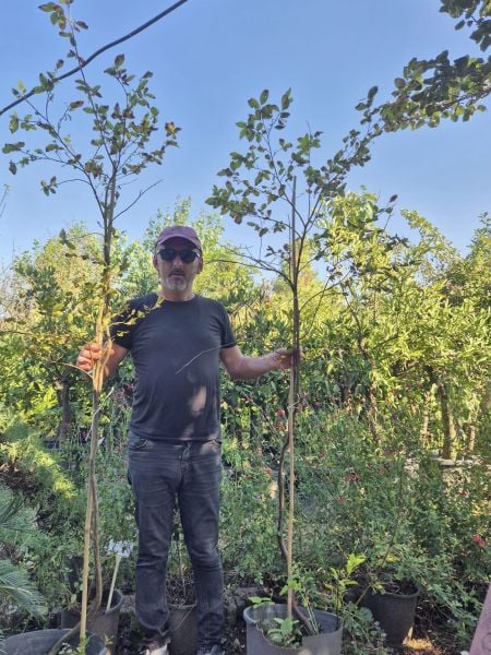Billberry (Doğal Yerli Likapa Yaban Mersini) 7 Yaş