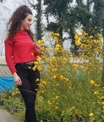Kanarya Gülü (Kerria Japonica) 80-120 cm