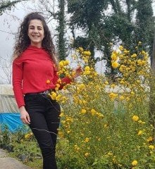 Kanarya Gülü (Kerria Japonica) 80-120 cm