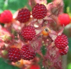 Japanese Wineberry Fidanı (Şarap Ahududu)