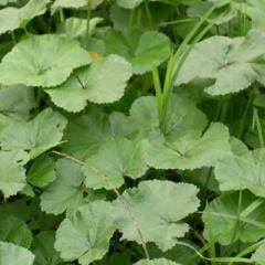 Lavatere Silver Rose -Şifalı Ebegümeci Fidanı-30-40 cm-Çiçekli