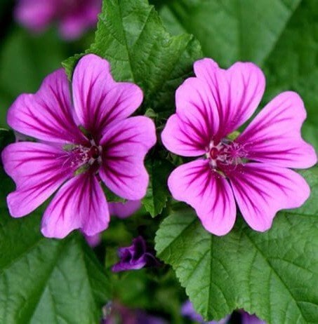 Lavatere Silver Rose -Şifalı Ebegümeci Fidanı-30-40 cm-Çiçekli