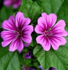 Lavatere Silver Rose -Şifalı Ebegümeci Fidanı-30-40 cm-Çiçekli