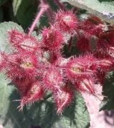 Japanese Wineberry Fidanı (Şarap Ahududu)
