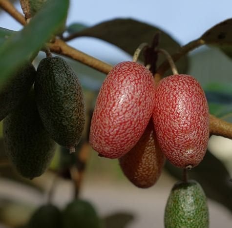 Eleagnus Ebbingei (Kış İğdesi ) Fidanı 40-50 cm