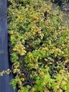 Japanese Wineberry Fidanı (Şarap Ahududu)