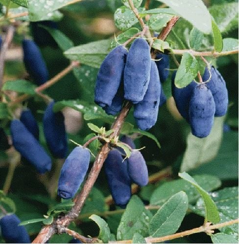Honeyberry (Bal Üzümü) Fidanı 50 cm