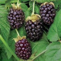Boysenberry Fidanı