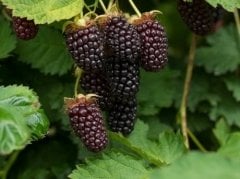 Boysenberry Fidanı