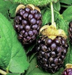 Boysenberry Fidanı