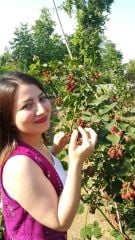 Böğürtlen ( Dikensiz) Fidanı 3 yaş Meyve Vermeye Hazır