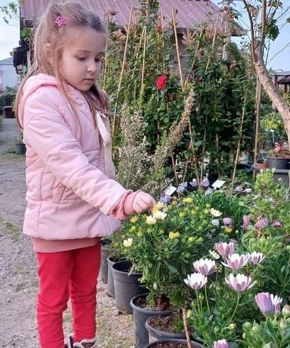 Bodrum Papatyası Jumbo Boy-Bol Çiçekli-Osteospermum