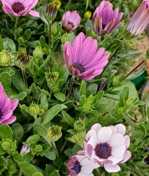 Bodrum Papatyası Jumbo Boy-Bol Çiçekli-Osteospermum