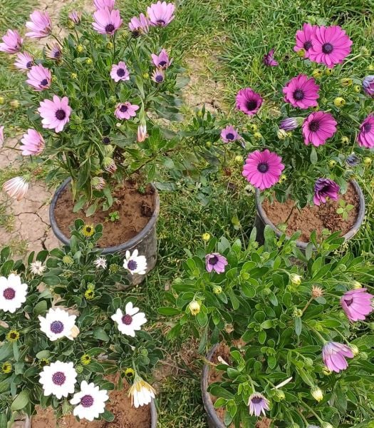 Bodrum Papatyası Jumbo Boy-Bol Çiçekli-Osteospermum