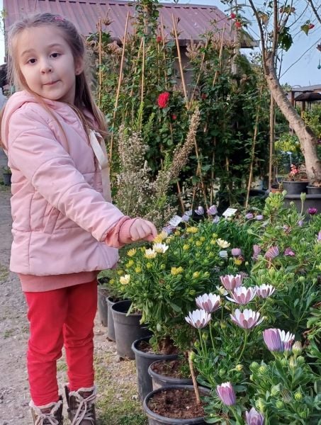 Bodrum Papatyası Jumbo Boy-Bol Çiçekli-Osteospermum
