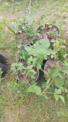 Böğürtlen ( Dikensiz) Fidanı 3 yaş Meyve Vermeye Hazır