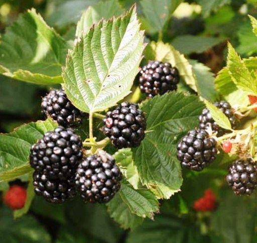 Böğürtlen ( Dikensiz) Fidanı 3 yaş Meyve Vermeye Hazır