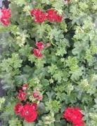 Sardunya Fidanı Üzeri Çiçekli Kırmızı Renk