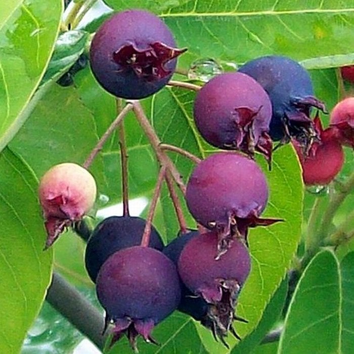 Saskatoon Berry (Amelanchier alnifolia) -Haziran Çileği