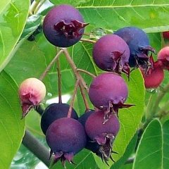 Saskatoon Berry (Amelanchier alnifolia) -Haziran Çileği