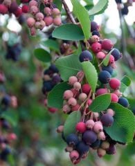 Saskatoon Berry (Amelanchier alnifolia) -Haziran Çileği