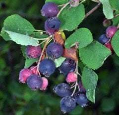 Saskatoon Berry (Amelanchier alnifolia) -Haziran Çileği