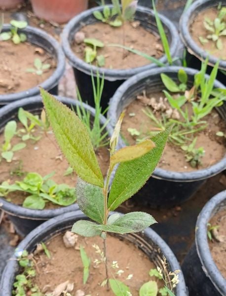 Aronia Arbutifolia ( Red Chokeberry) Katya  20-30 cm