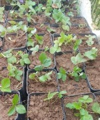 Çilek (Dağ Çileği Doğal) Fidesi-Saksılı 4 Adet