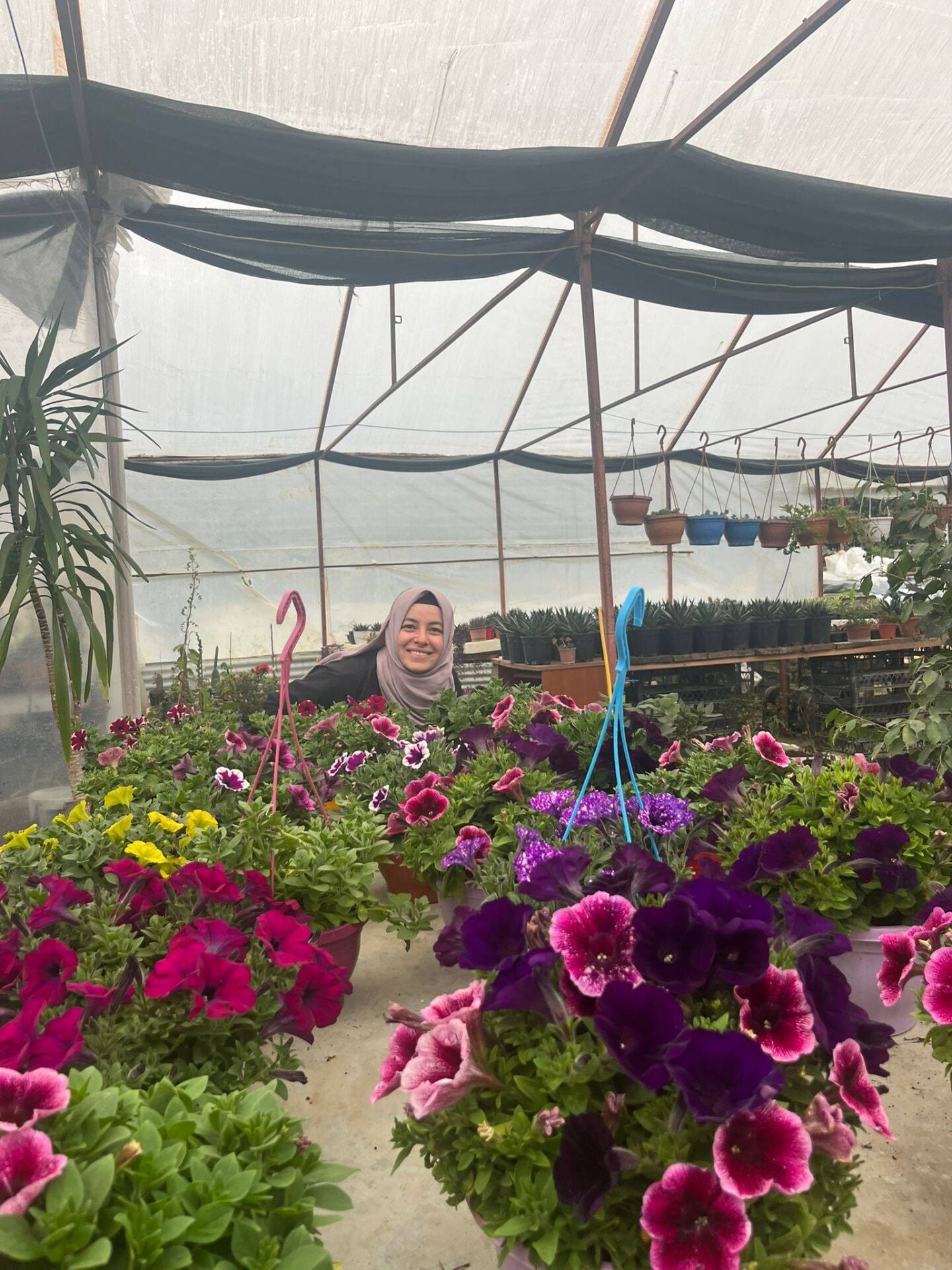 Petunya Çiçeği Askılı Saksıda Bol Çiçekli