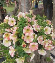 Petunya Çiçeği Askılı Saksıda Bol Çiçekli