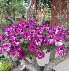 Petunya Çiçeği Askılı Saksıda Bol Çiçekli