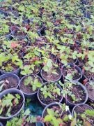 Çilek (Dağ Çileği Doğal) Fidesi-Saksılı 4 Adet