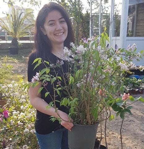 Deutzia-Beyaz-Ebruli-Havlu Püskülü Fidanı-İthal-Bodur Tür