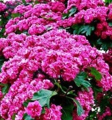 Süs Alıcı Fidanı 70-90 cm
