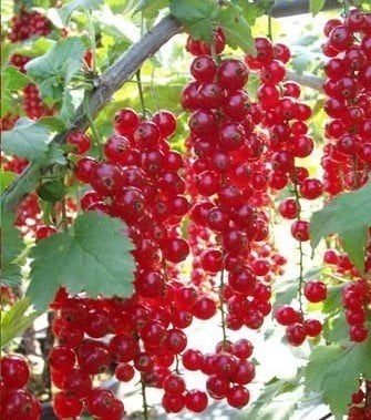 Frenk Üzümü (Kırmızı) Meyveli 50-80 cm