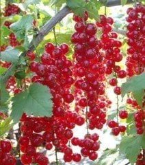 Frenk Üzümü (Kırmızı) Meyveli 50-80 cm