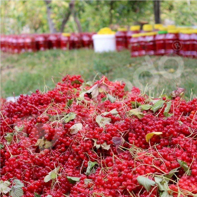 Girabolu Fidanı-50 cm