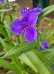 Telgraf çiçeği -Tradescantia Virginiana