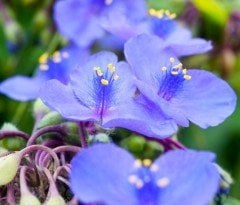 Telgraf çiçeği -Tradescantia Virginiana