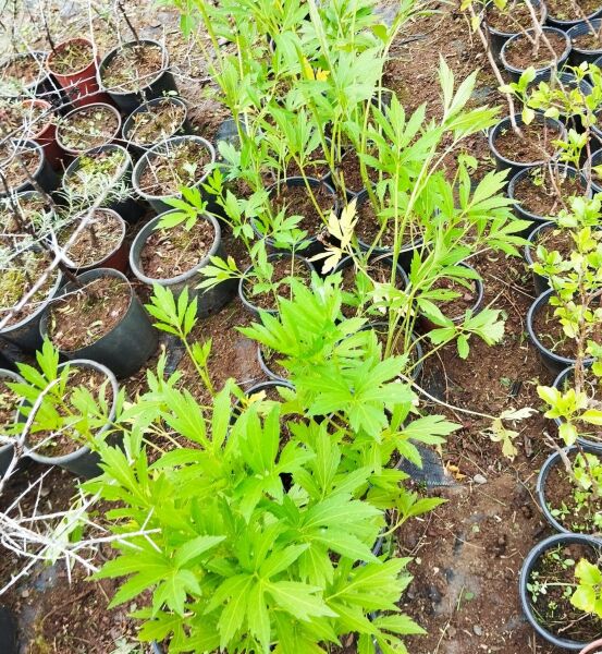 Paşayı Attan indiren-Rudbeckia laciniata 'Hortensia'  Fidanı 40 cm