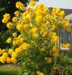 Rudbeckia laciniata 'Hortensia'  Fidanı 50 cm