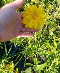 Rudbeckia laciniata 'Hortensia'  Fidanı 50 cm